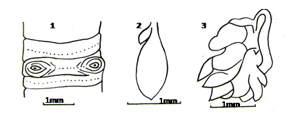 Phân bố của Ph. abrevicapitata