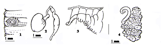 Pheretima abrevicapitata