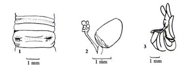 Pheretima anhumalatana