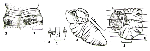 Pheretima arrobusta