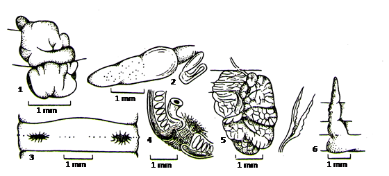 Pheretima arrobustoides