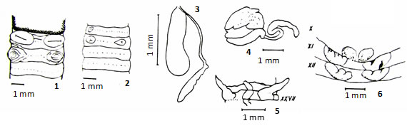 Pheretima banaensis