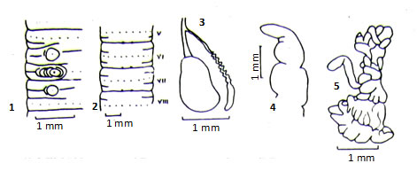 Pheretima binhgiaensis