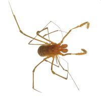 Opiliones
