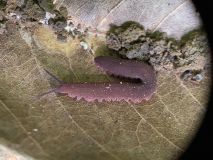 Eoperipatus totoro