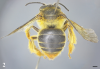 Phát hiện một loài ong hiếm thuộc giống Habrophorula ở Việt Nam
