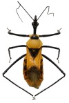 Phát hiện hai loài mới cho khoa học thuộc giống bọ xít bắt mồi Sycanus Amyot & Serville, 1843 ở Việt Nam