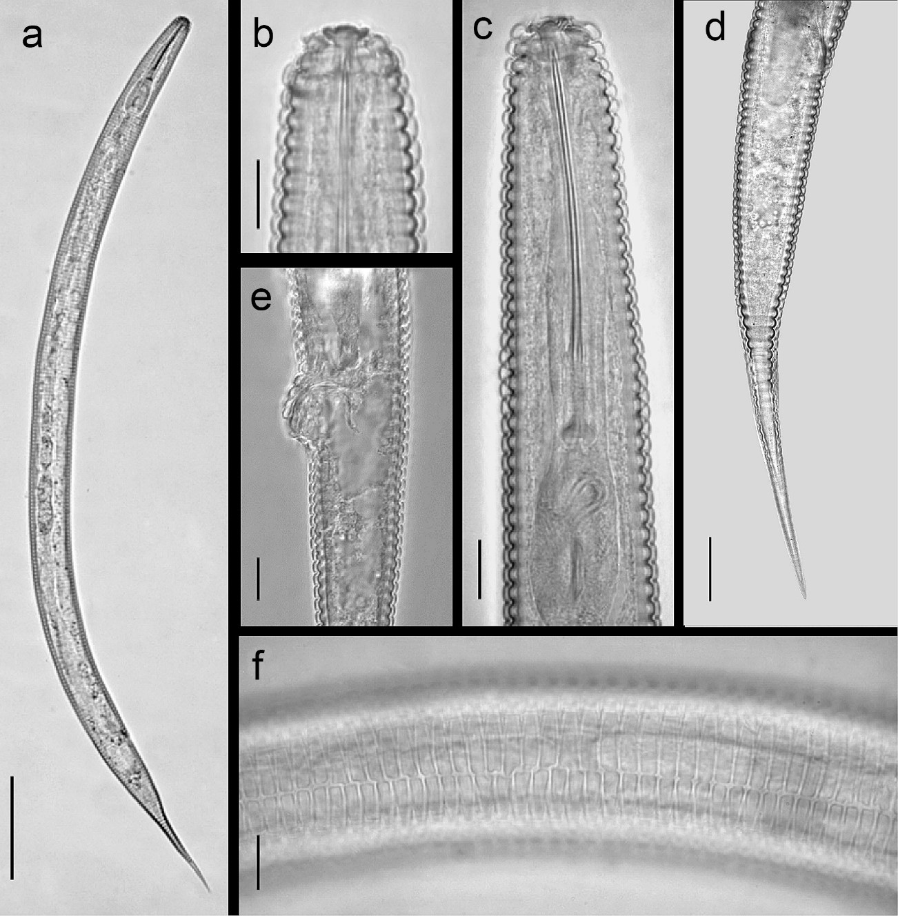 New record of a genus and species of harmful plant parasitic nematodes